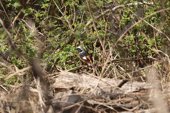 ジョウビタキ 守谷野鳥のみち 2020年3月26日(木)