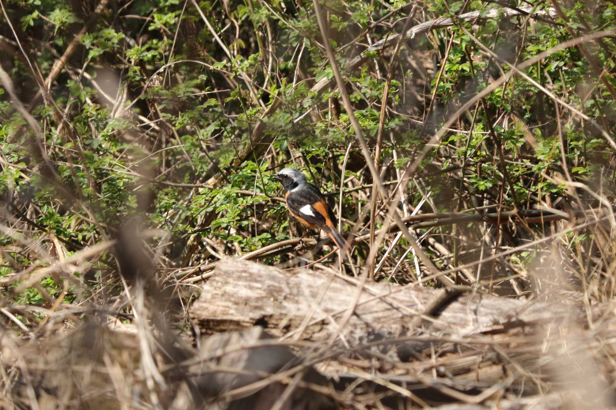 守谷野鳥のみち ジョウビタキの写真 by yuji...