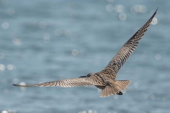 ホウロクシギ 加古川河口 2020年4月9日(木)