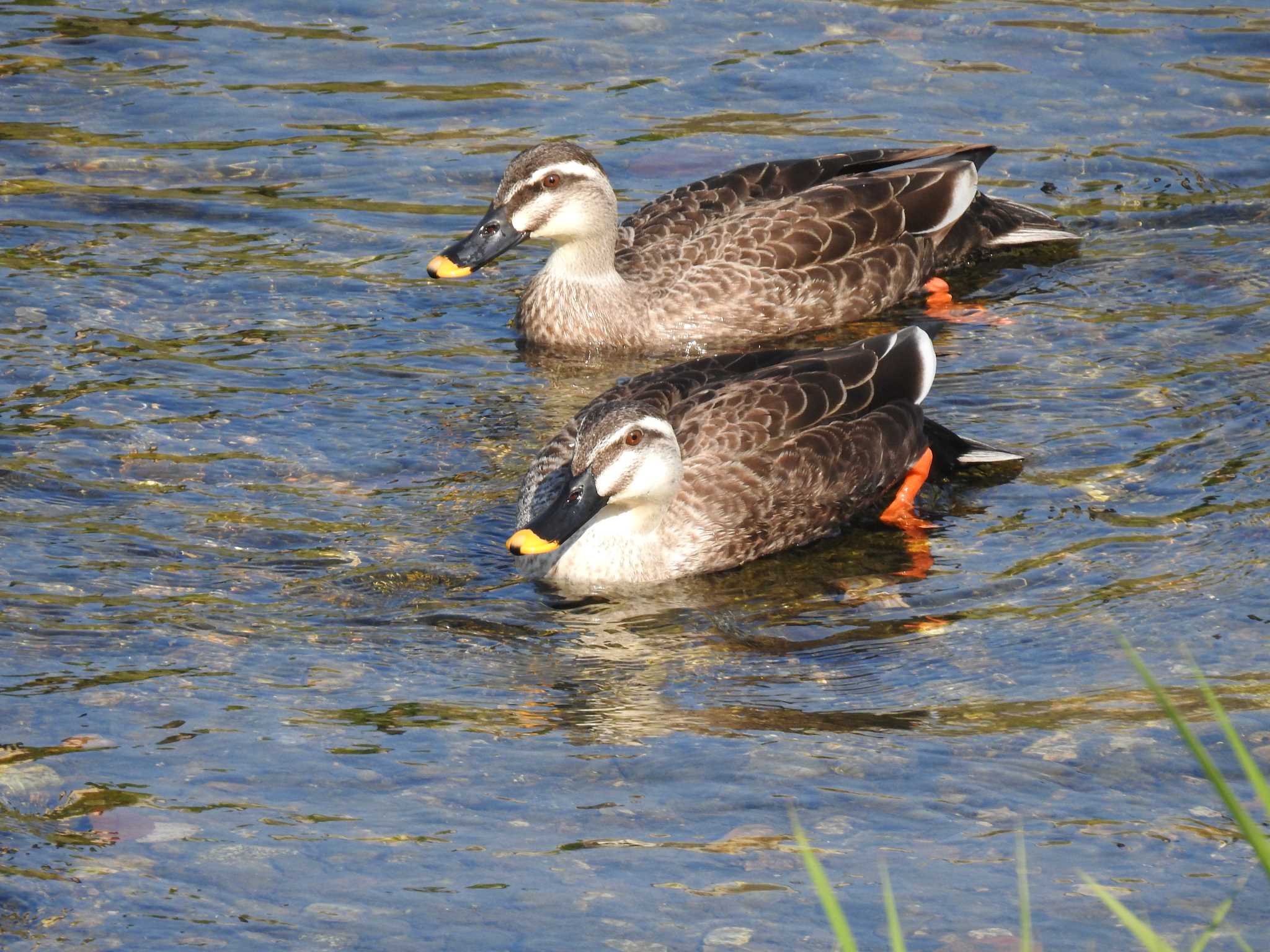 Eastern Spot-billed Duck