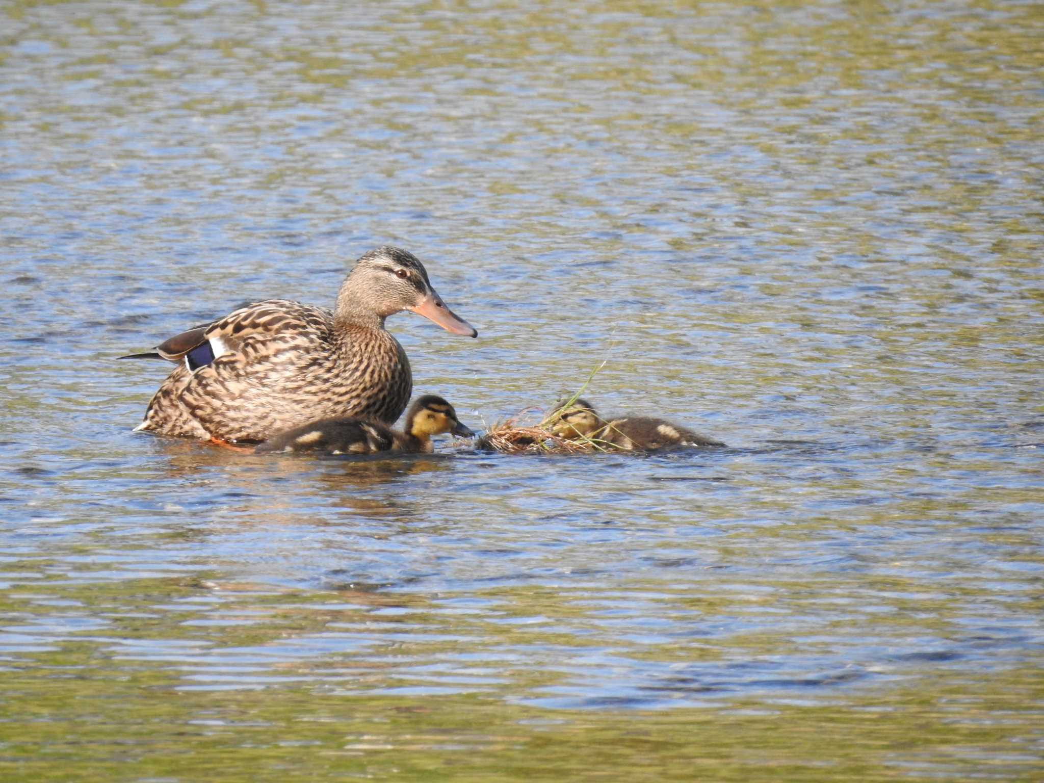 Mallard