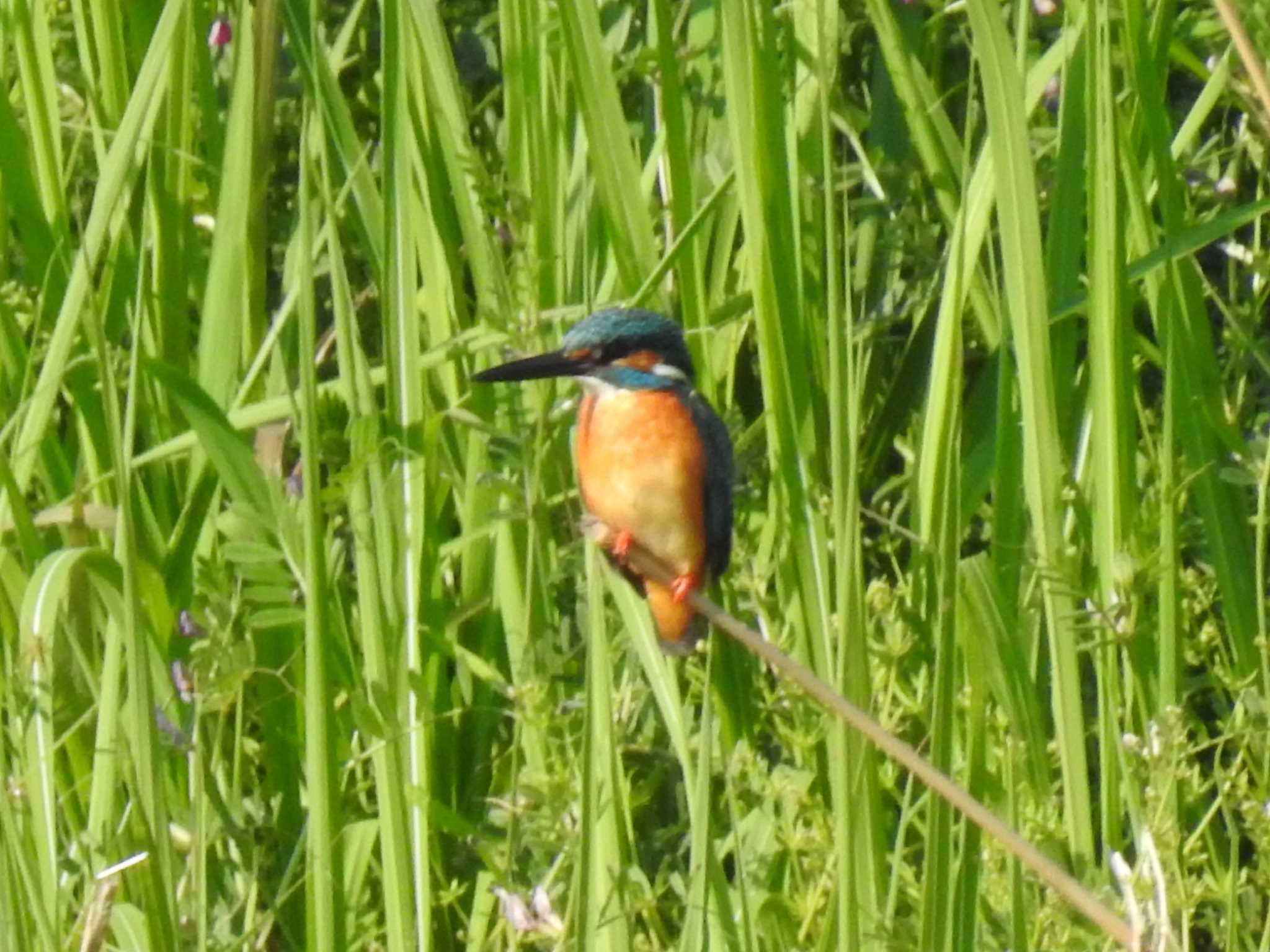 Common Kingfisher