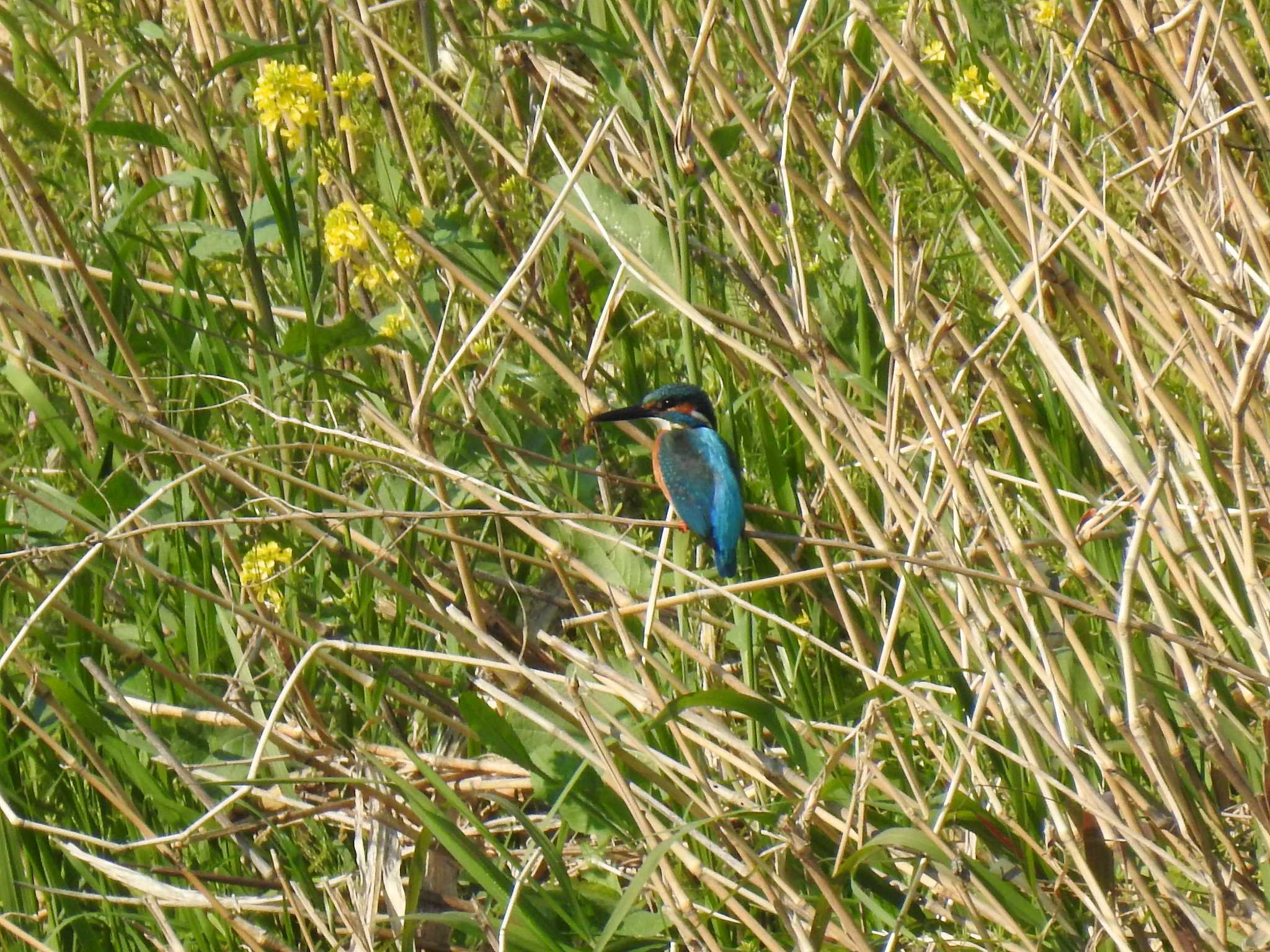 Photo of Common Kingfisher at 高野川、京都 by hideneil