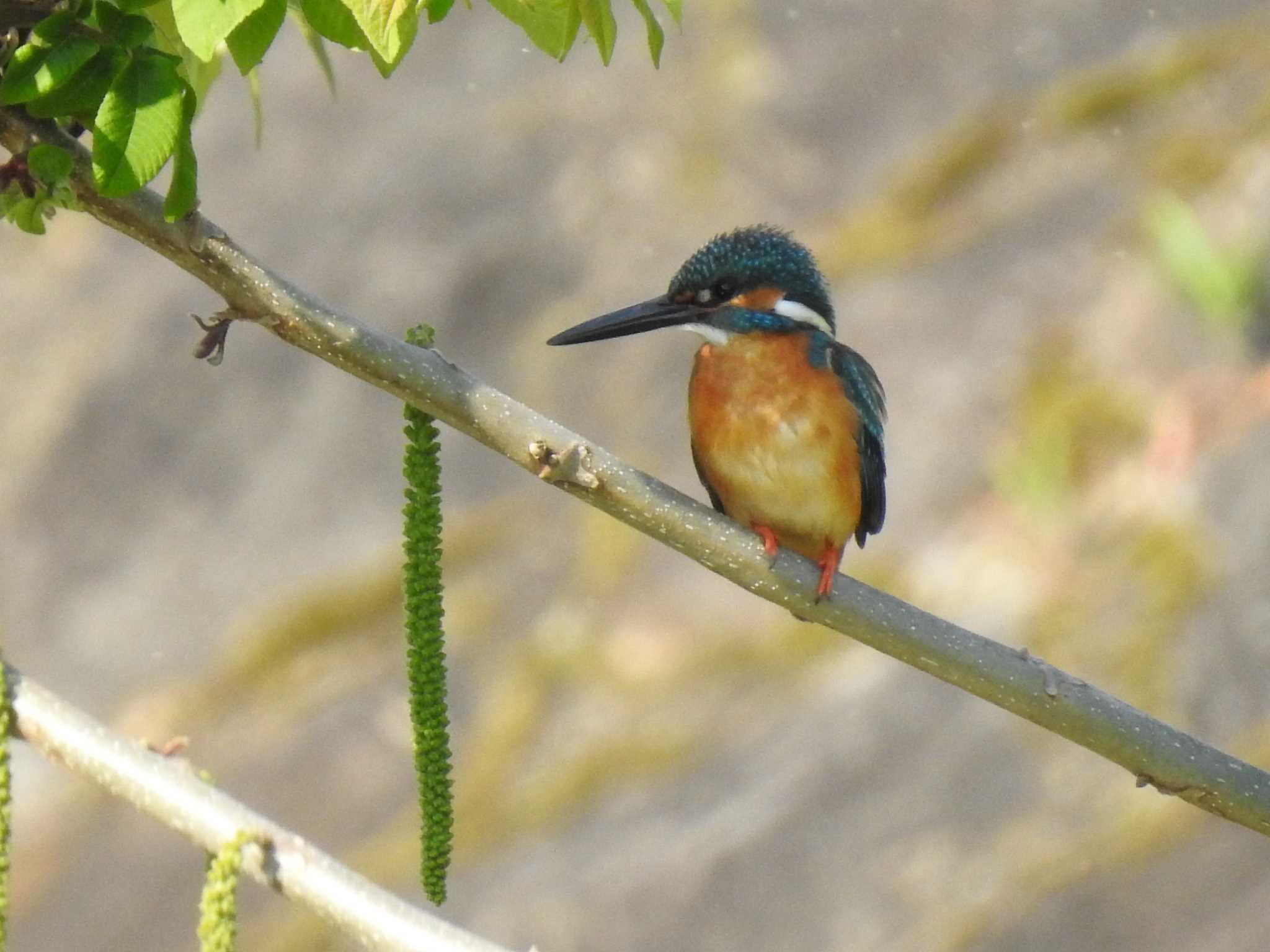 Common Kingfisher