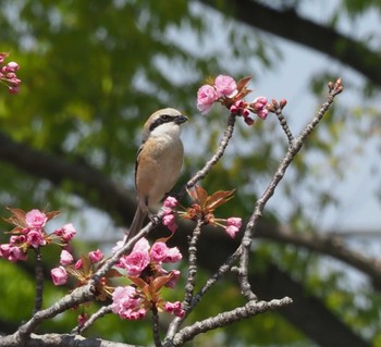 モズ 東京都多摩地域 2019年4月20日(土)