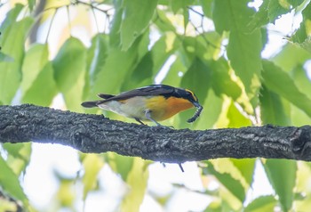 キビタキ 砧公園 2020年4月29日(水)