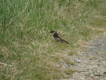 Dusky Thrush 天売島;北海道 Mon, 5/4/2015