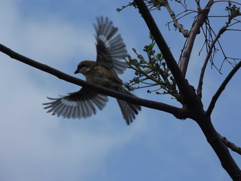 Unknown Species 大坂淀川左岸（旭区） Mon, 4/27/2020