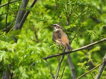 Unknown Species 大坂淀川左岸（旭区） Mon, 4/27/2020