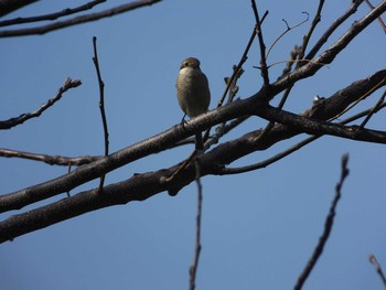 Unknown Species 大坂淀川左岸（旭区） Mon, 4/6/2020