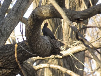 Black Woodpecker 札幌;北海道 Sun, 12/13/2015