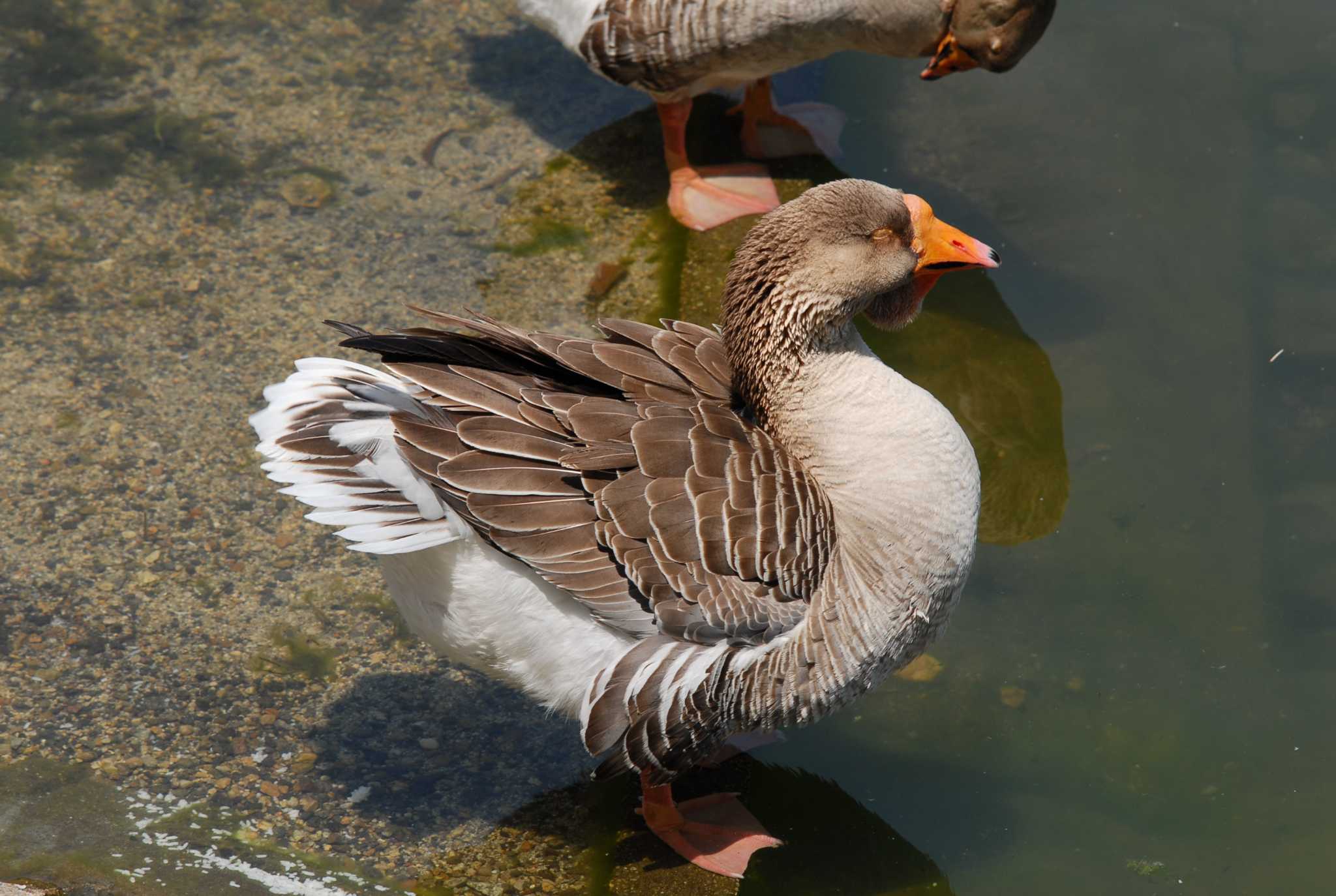 この野鳥の種類を教えてください！ by クサイ族