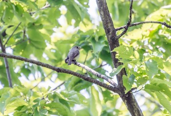 コサメビタキ 砧公園 2020年4月29日(水)