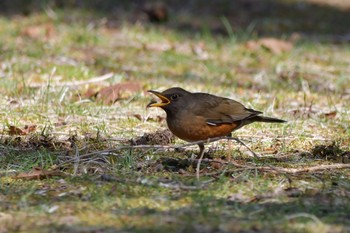 Brown-headed Thrush 静岡県裾野市 Thu, 4/30/2020