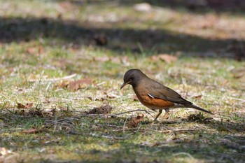 Brown-headed Thrush 静岡県裾野市 Thu, 4/30/2020