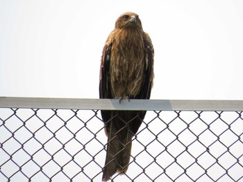 Black Kite 札幌;北海道 Sun, 5/24/2015