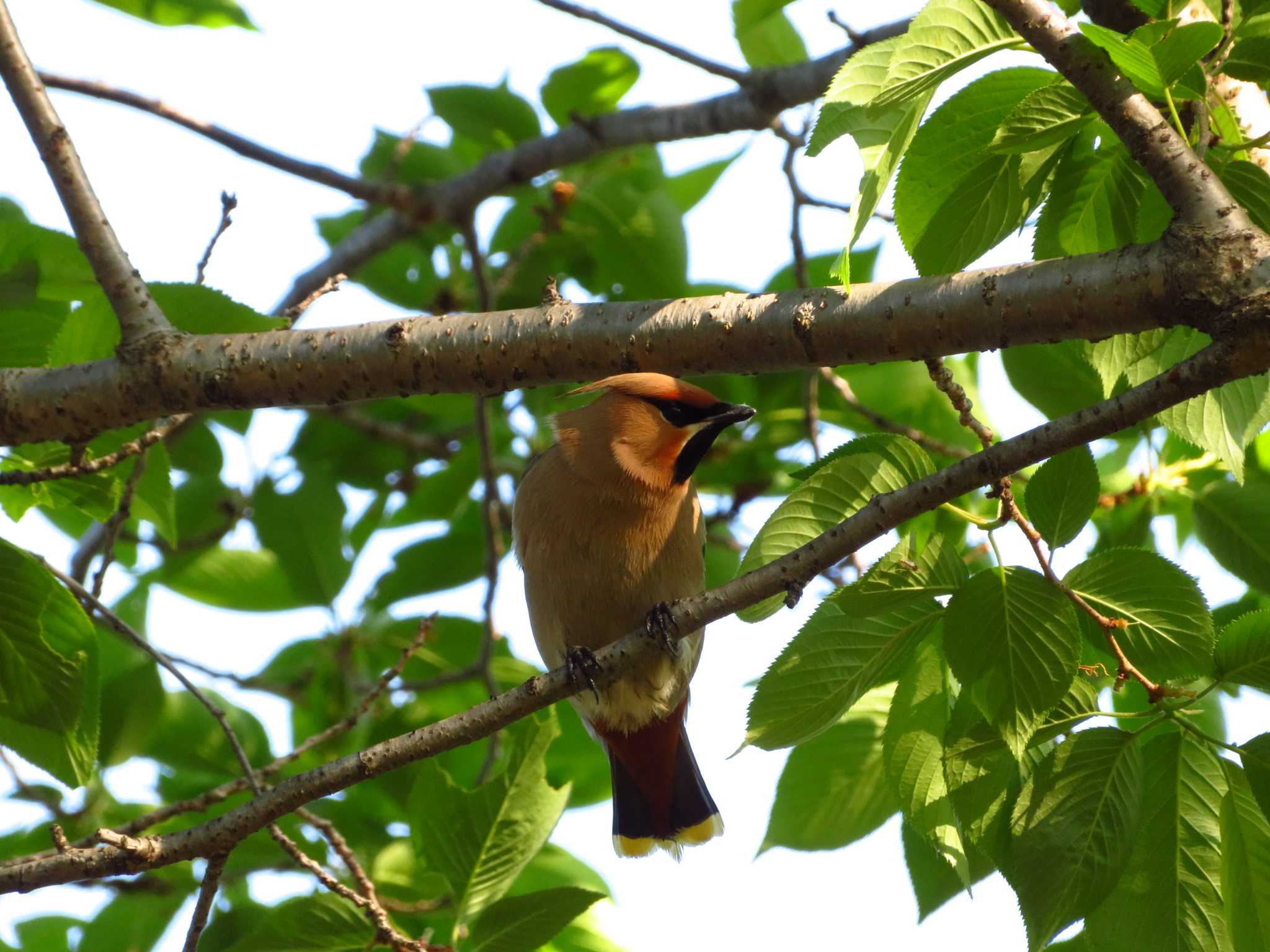 Photo of Bohemian Waxwing at 唐古、鍵遺跡　史跡公園（奈良県） by Okaji