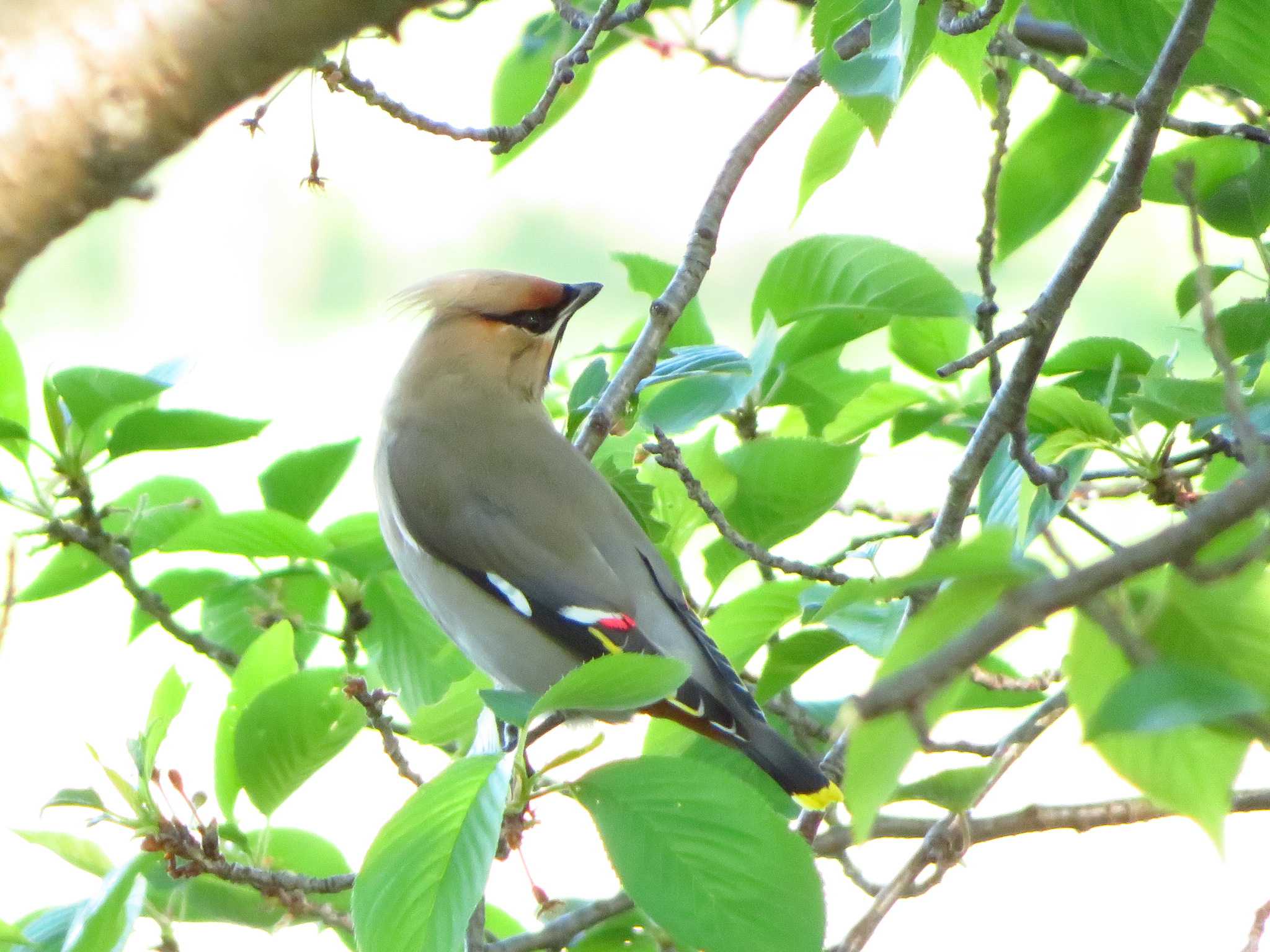 Bohemian Waxwing