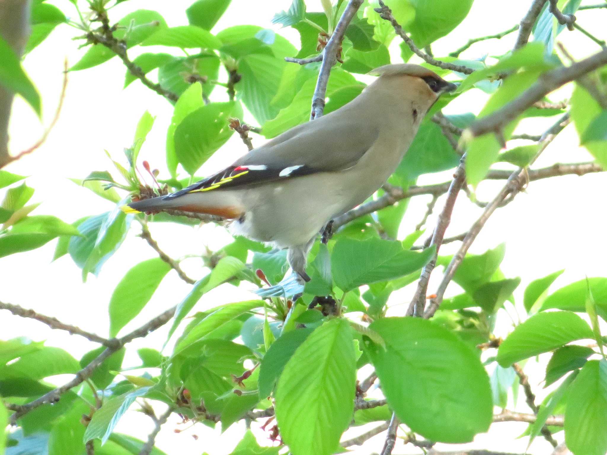 Bohemian Waxwing