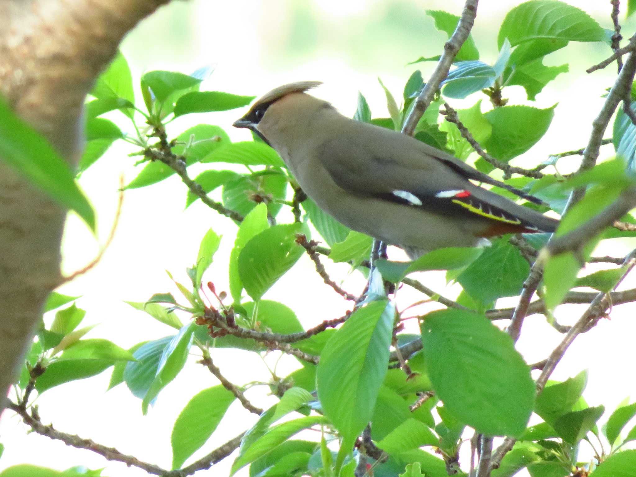 Photo of Bohemian Waxwing at 唐古、鍵遺跡　史跡公園（奈良県） by Okaji