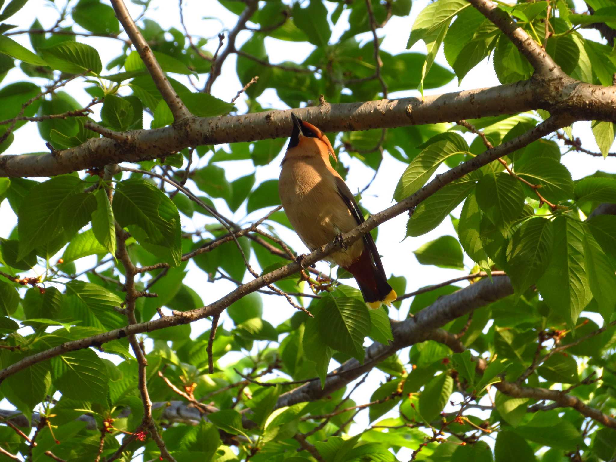 Photo of Bohemian Waxwing at 唐古、鍵遺跡　史跡公園（奈良県） by Okaji