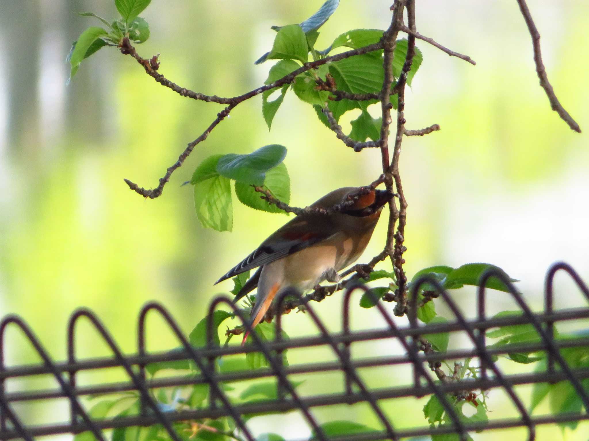 Japanese Waxwing