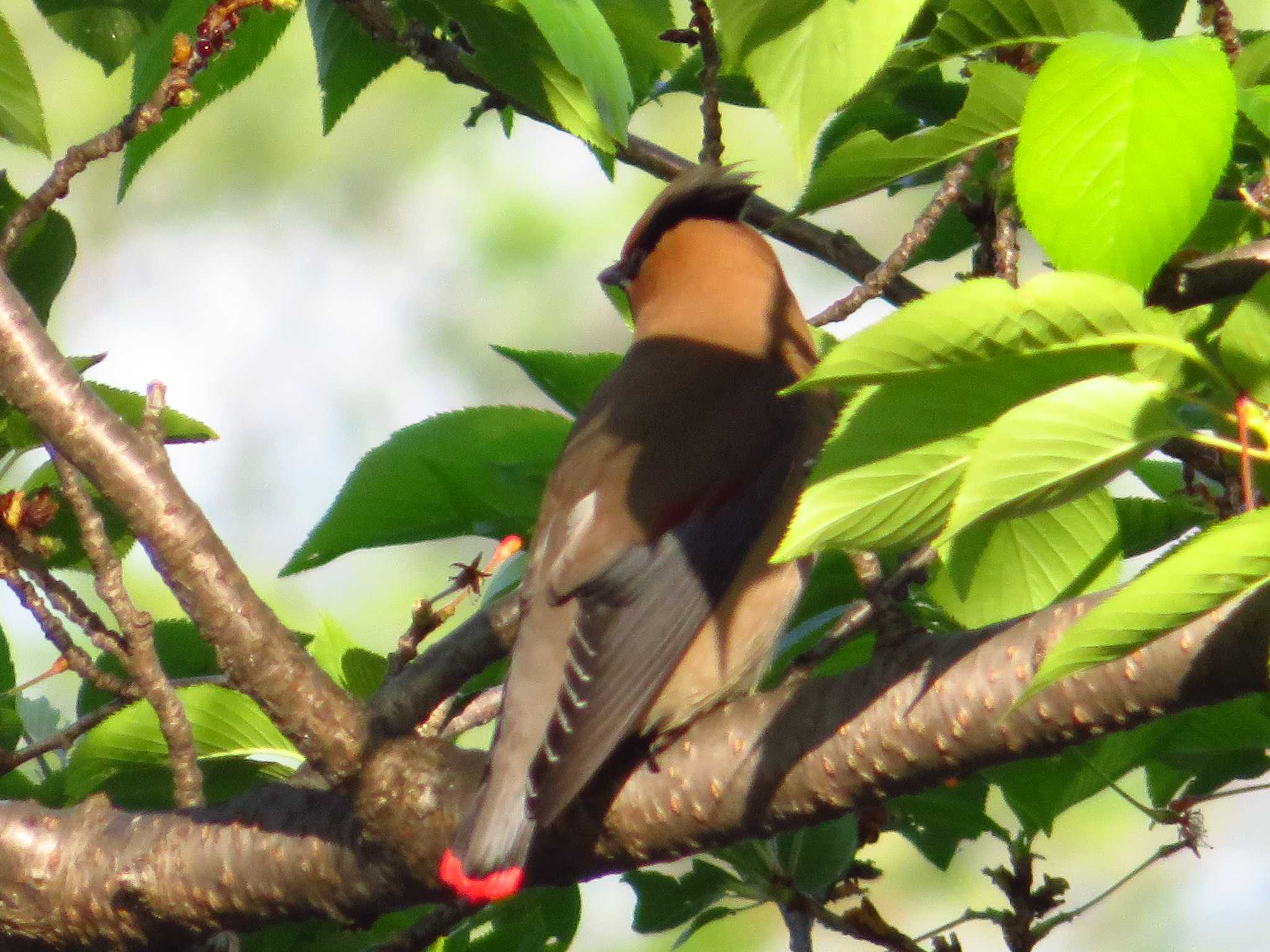 Photo of Japanese Waxwing at 唐古、鍵遺跡　史跡公園（奈良県） by Okaji