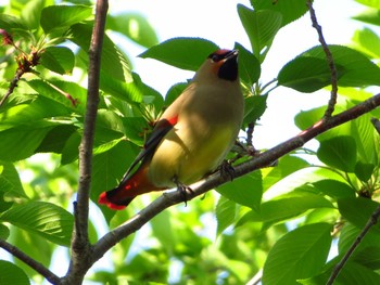 2020年4月30日(木) 唐古、鍵遺跡　史跡公園（奈良県）の野鳥観察記録