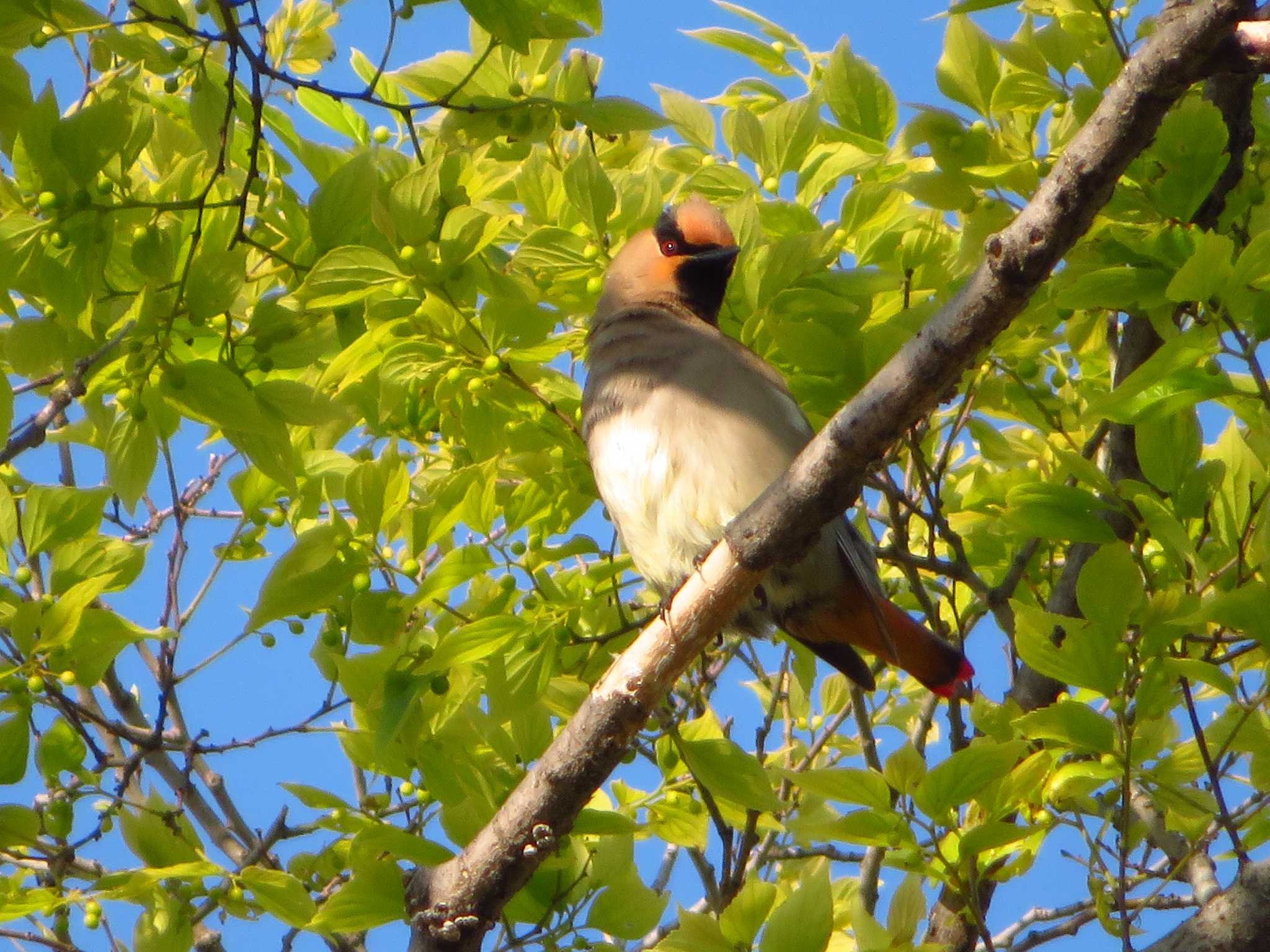 Photo of Japanese Waxwing at 唐古、鍵遺跡　史跡公園（奈良県） by Okaji