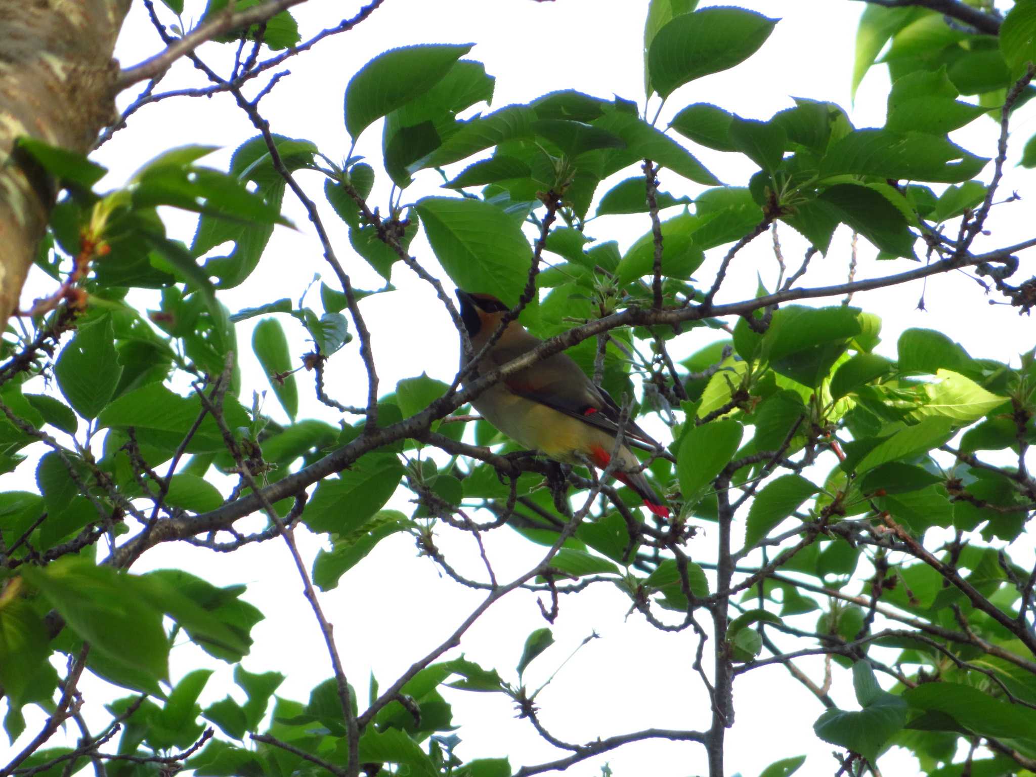 Photo of Japanese Waxwing at 唐古、鍵遺跡　史跡公園（奈良県） by Okaji