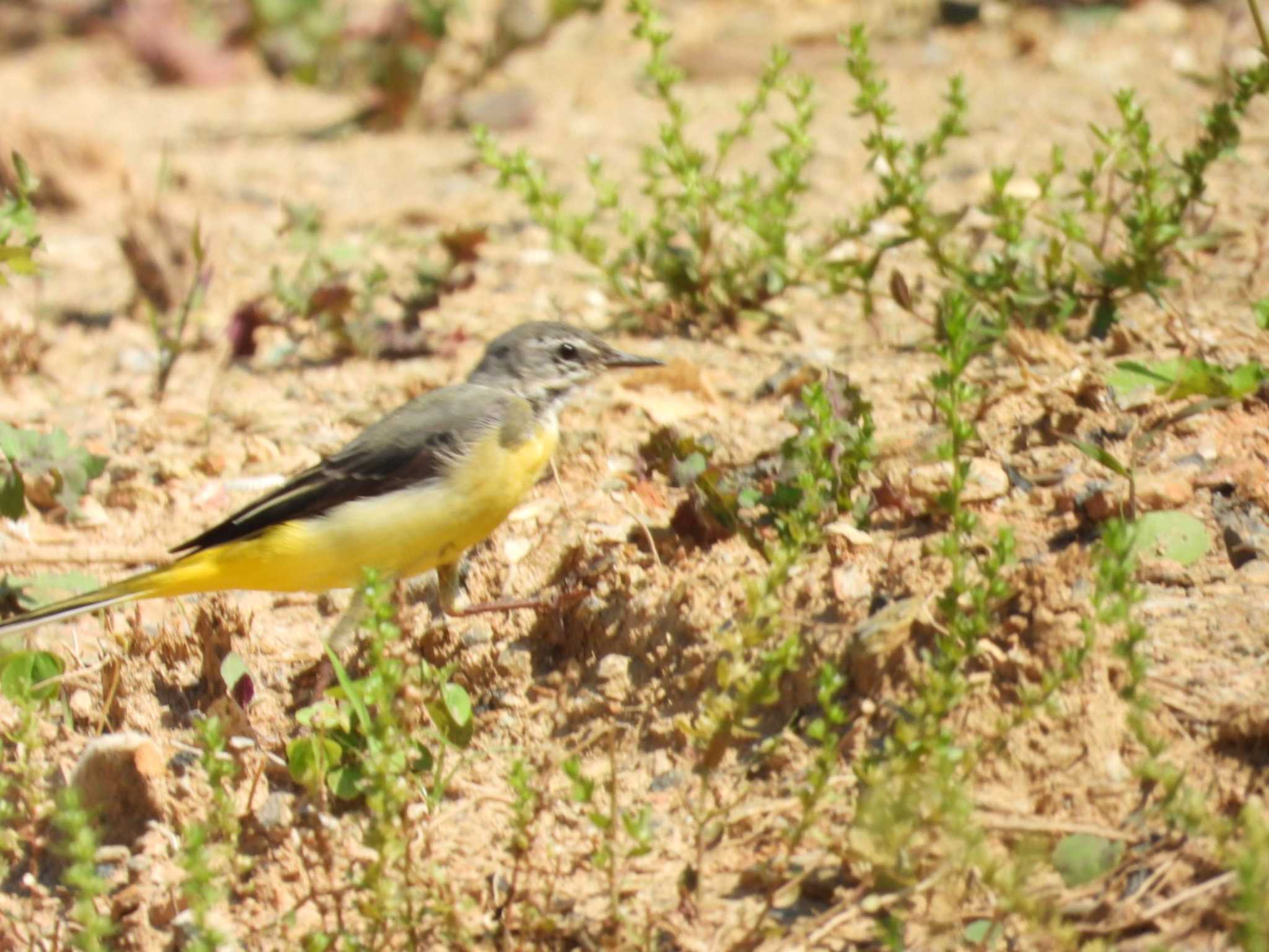 Grey Wagtail