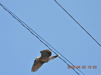 2020年4月30日(木) 恩納村の野鳥観察記録