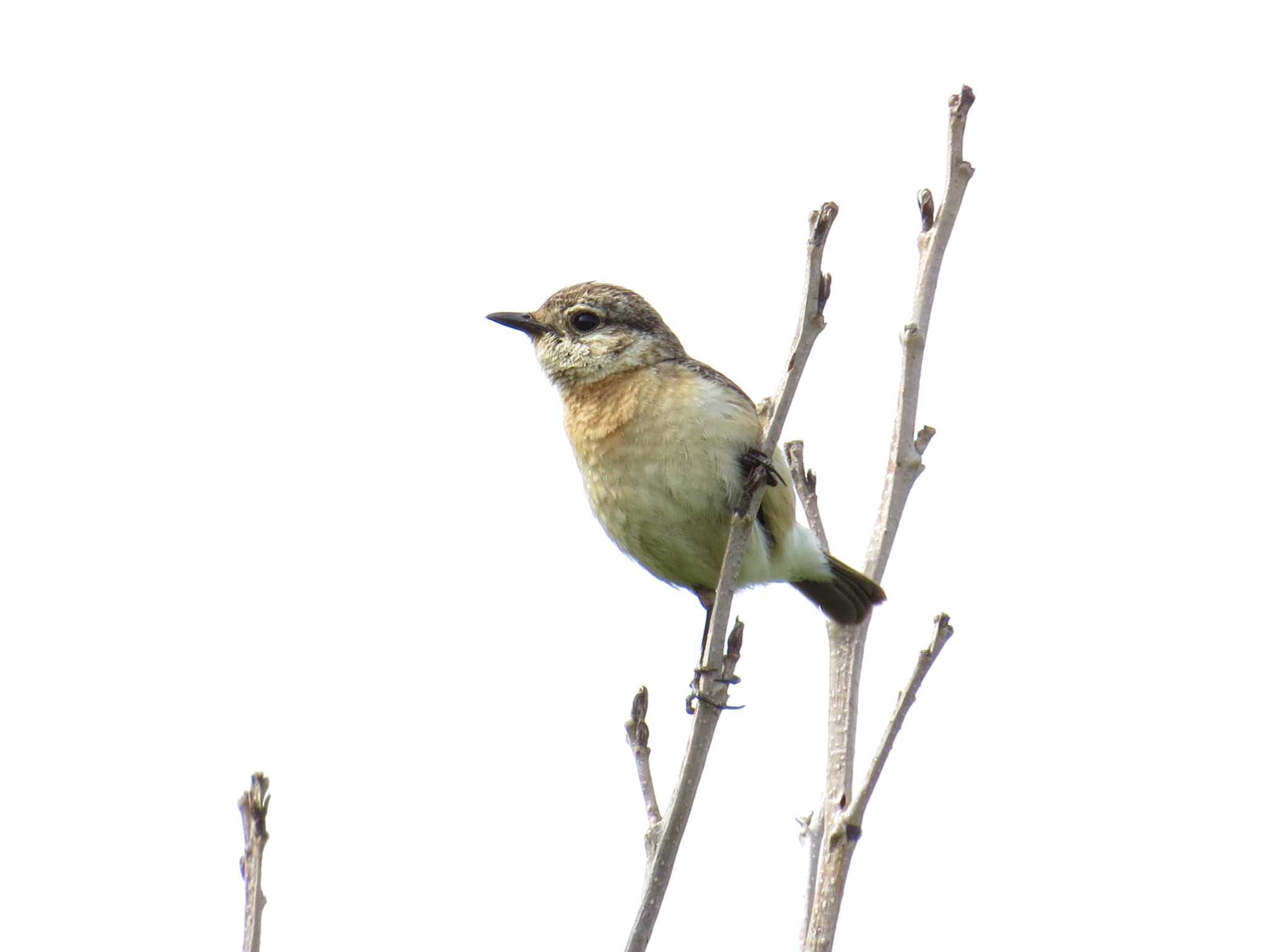 Photo of Amur Stonechat at サロベツ湿原センター(サロベツ原生花園) by Yo