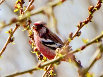 Siberian Long-tailed Rosefinch 淀川左岸 Unknown Date