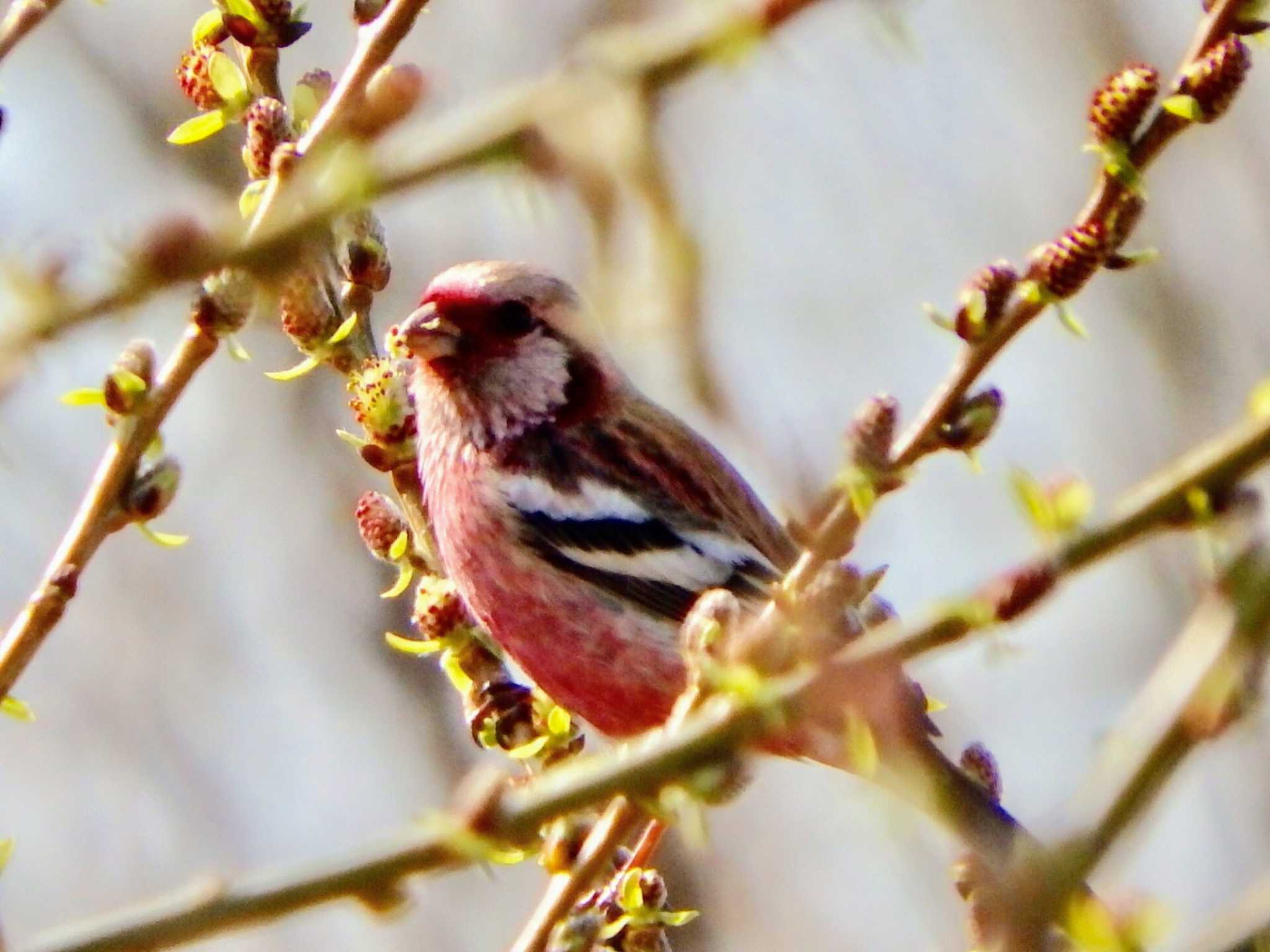 Photo of Siberian Long-tailed Rosefinch at 淀川左岸 by 青嵐@seilan