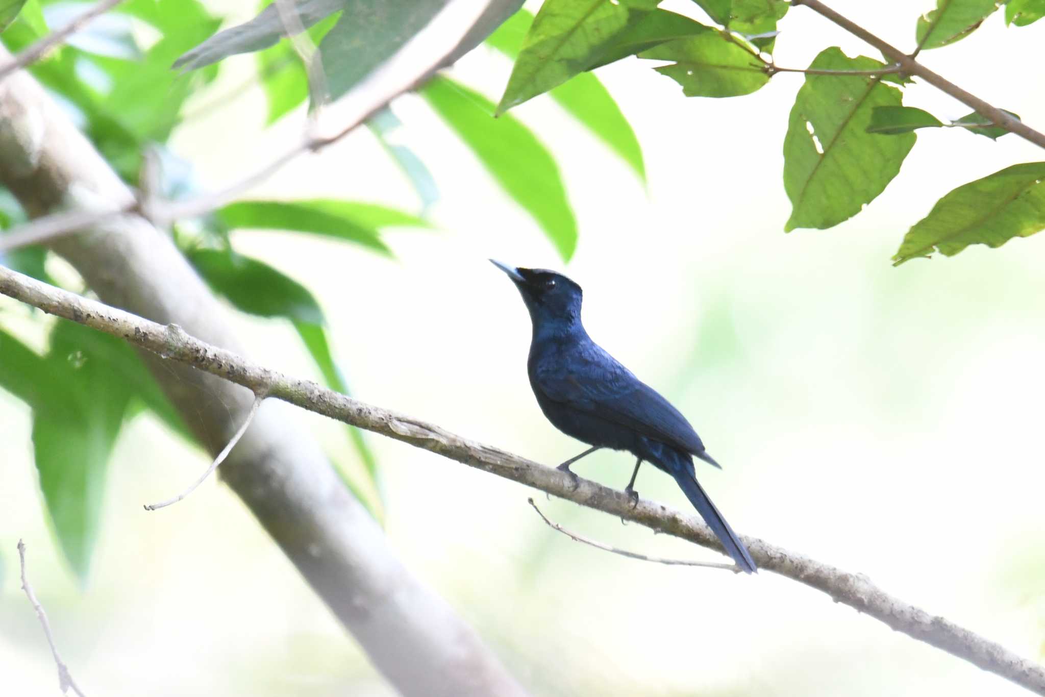 Shining Flycatcher