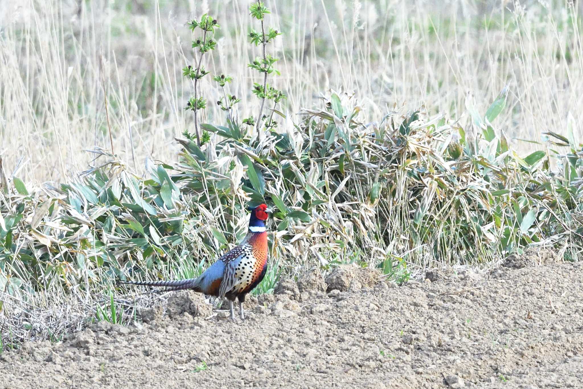 Photo of Common Pheasant at 札幌市北区 by mike2475