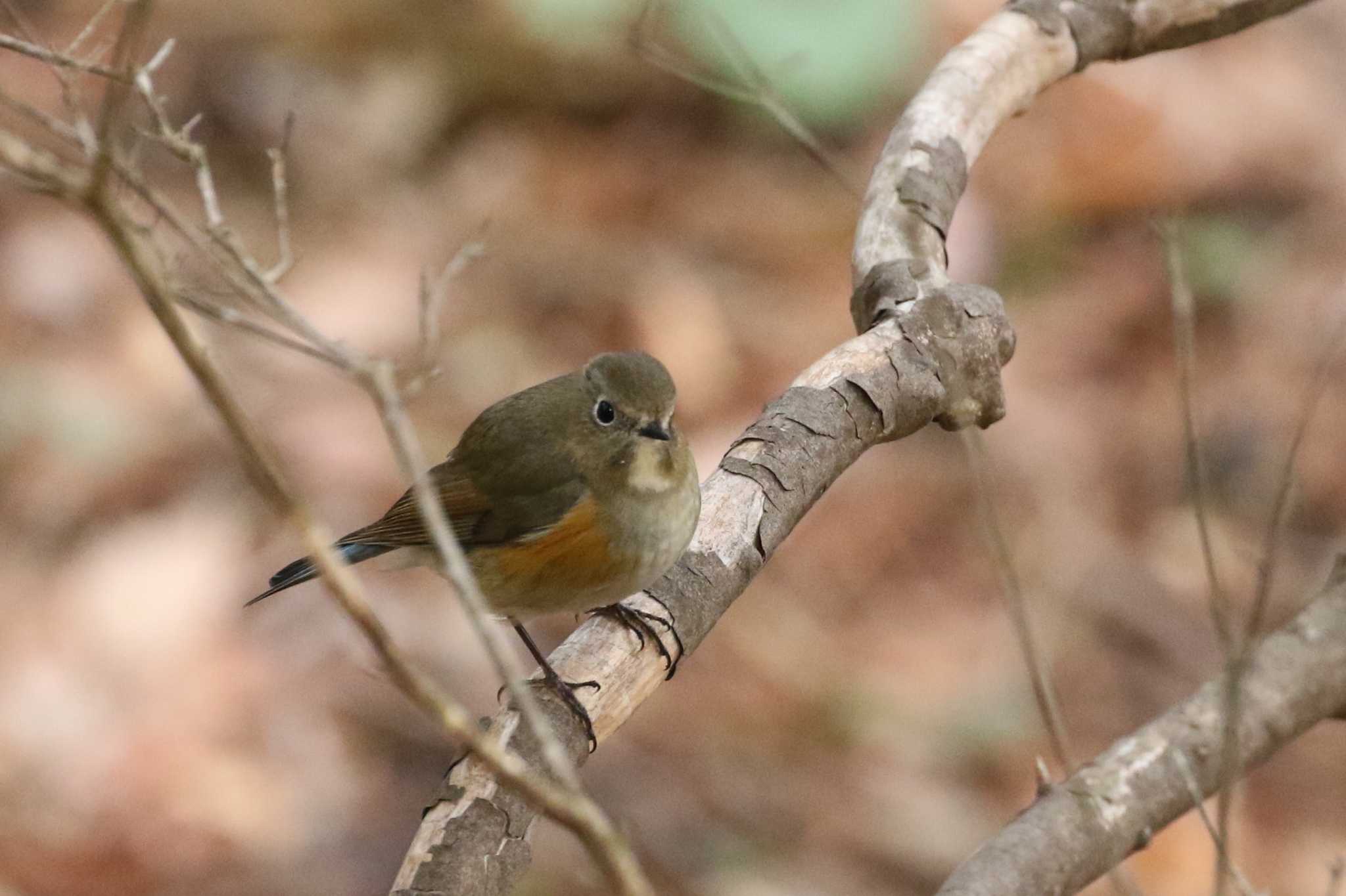 Red-flanked Bluetail