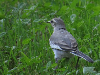 White Wagtail 札幌;北海道 Sat, 9/6/2014