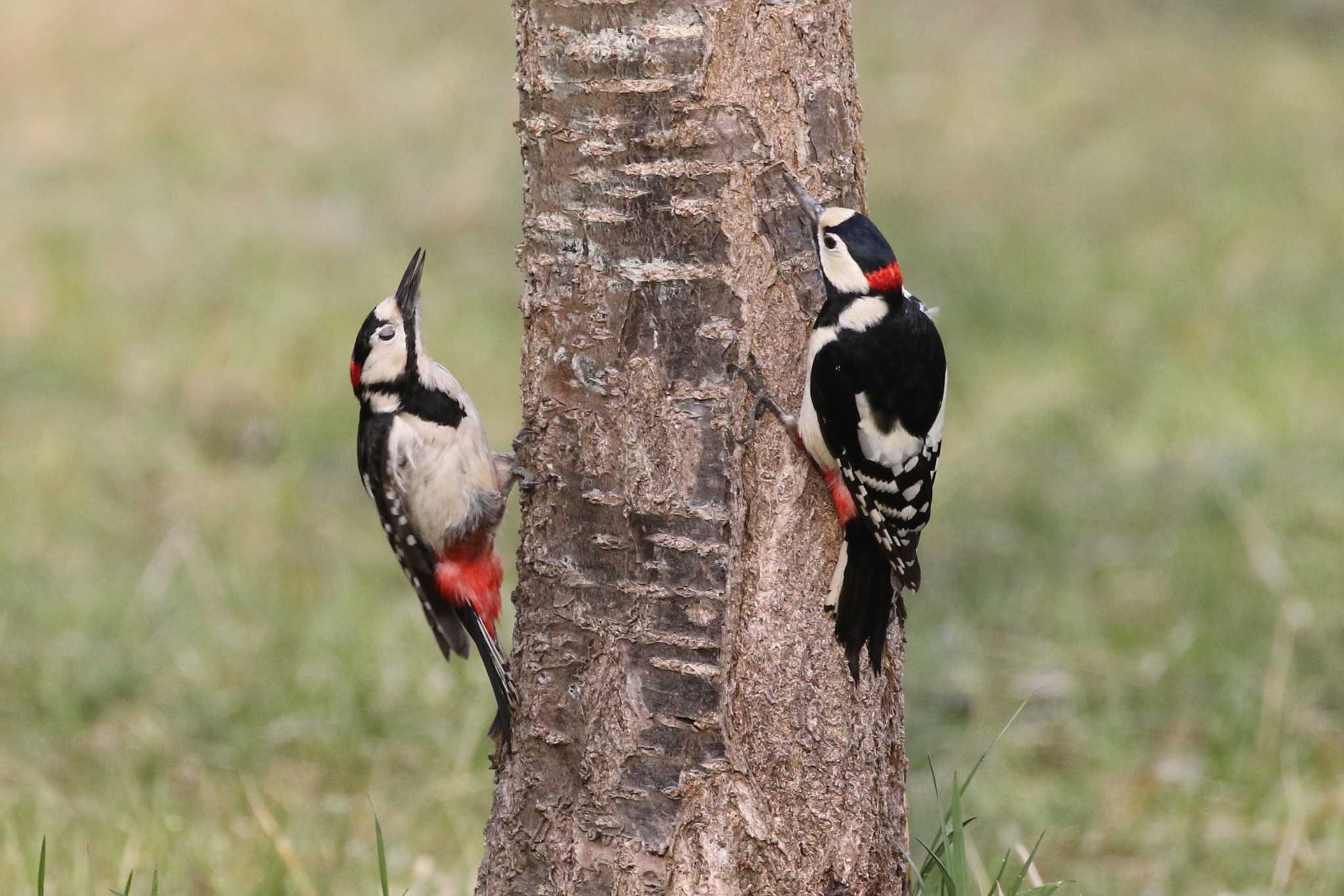 Great Spotted Woodpecker(japonicus)