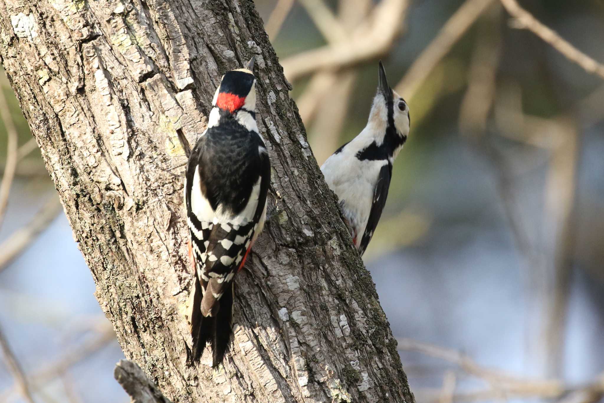 Great Spotted Woodpecker(japonicus)