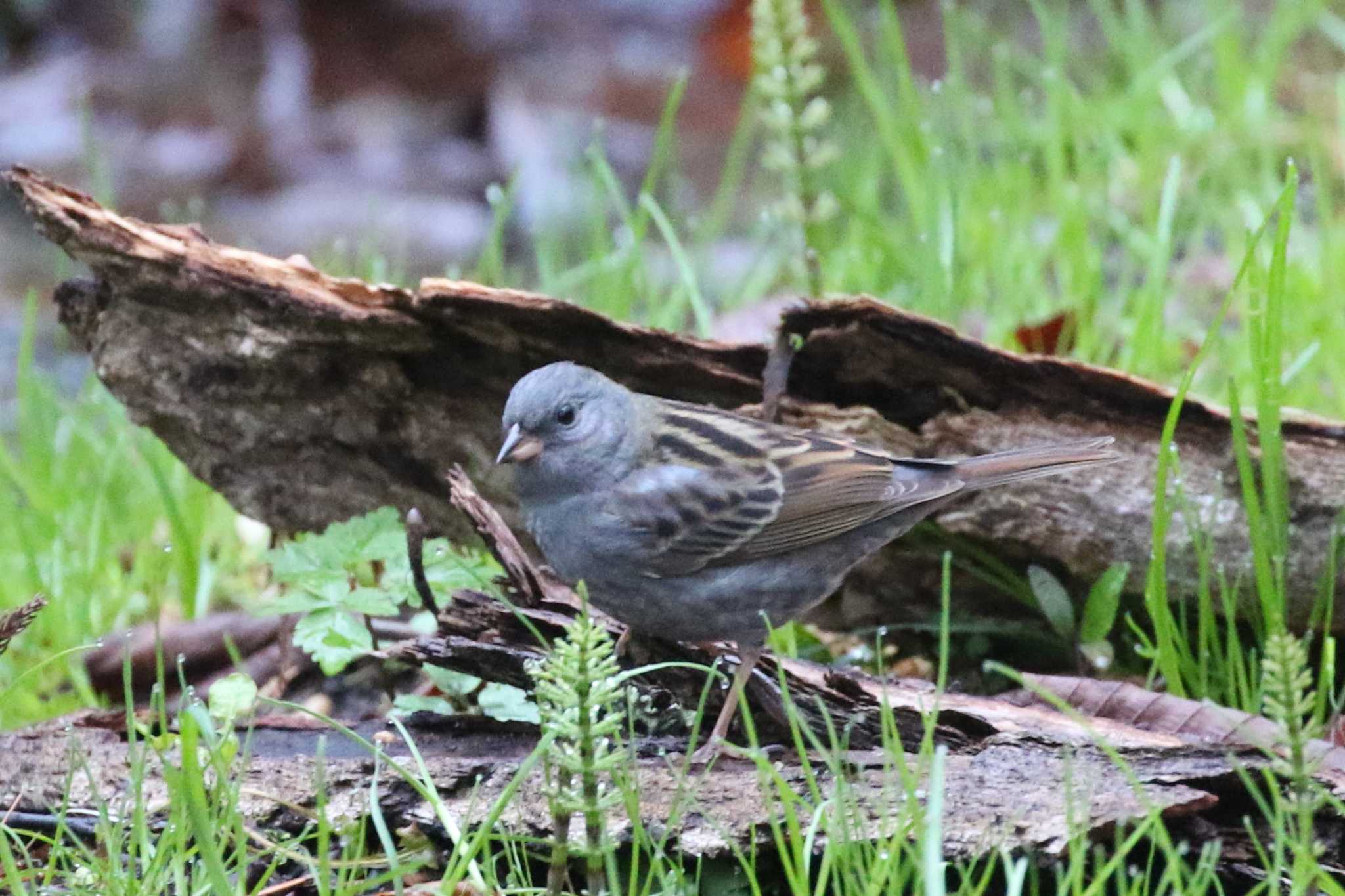 Grey Bunting