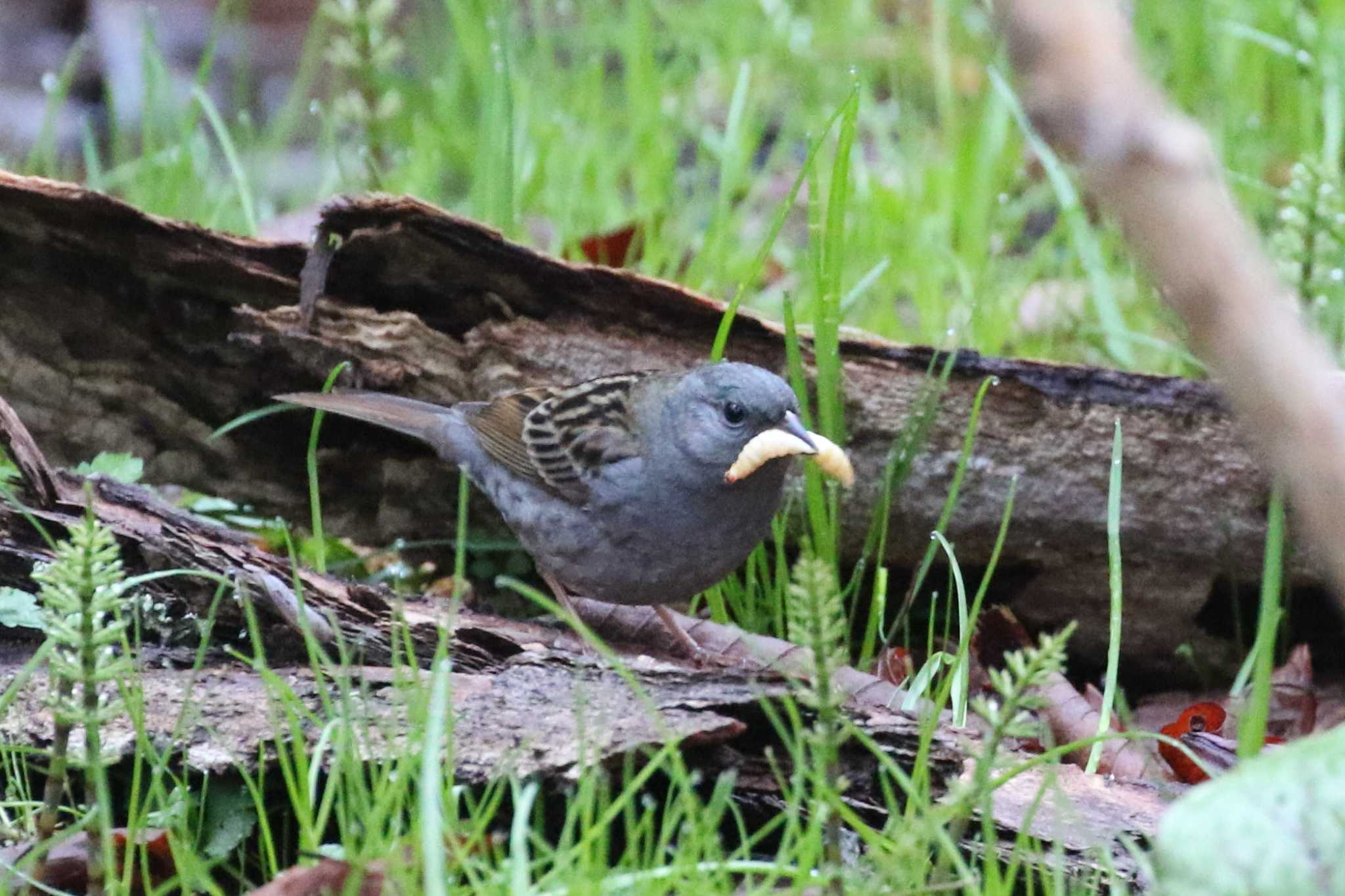 Grey Bunting