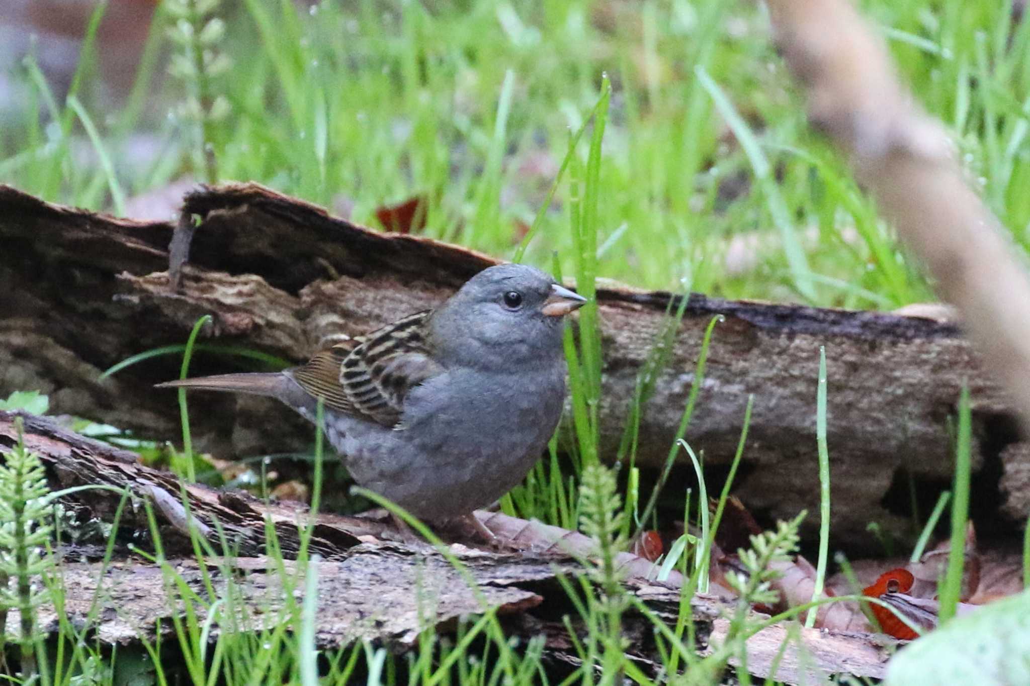 Grey Bunting