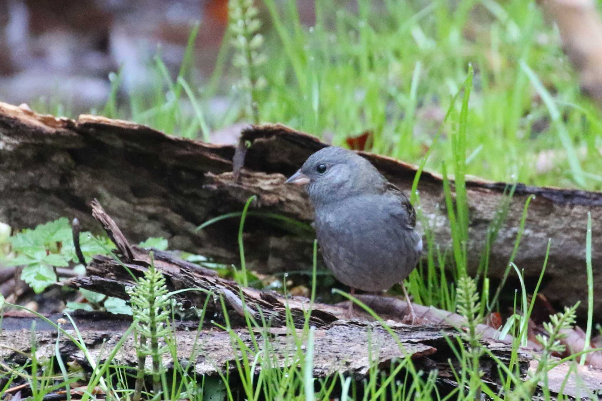 Grey Bunting