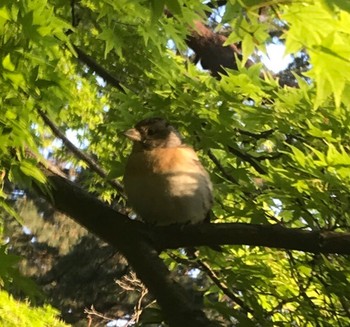 Unknown Species Kyoto Gyoen Thu, 4/30/2020