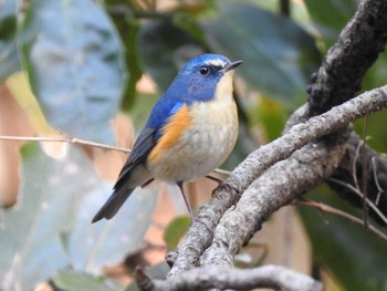 Red-flanked Bluetail Higashitakane Forest park Wed, 2/12/2020