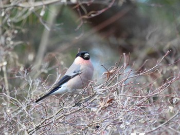 Eurasian Bullfinch Showa Kinen Park Thu, 2/27/2020