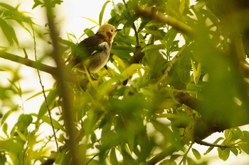 Chestnut-cheeked Starling 多摩川 Tue, 4/21/2020