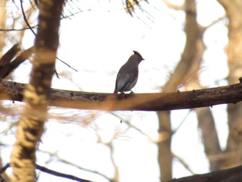 Japanese Waxwing 札幌;北海道 Sun, 12/13/2015